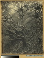 藏品(臺灣蕃地野生的栓皮櫟)的圖片